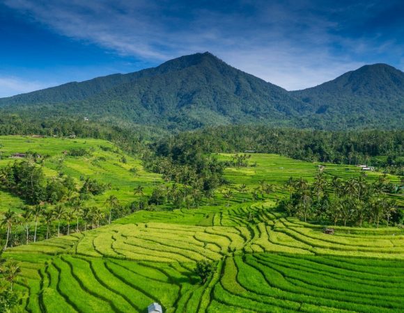 Jatiluwih World Heritage Tour